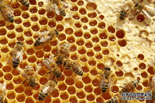 为什么夏天蜂蜜会变稀？
