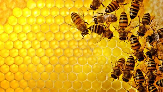 体型最大的蜂有哪种？