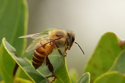 体型最大的蜂有哪种？