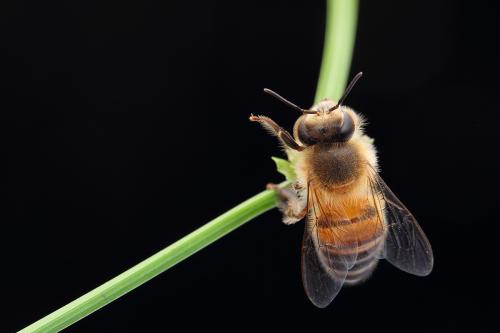 灰黑色的蜜峰是什么蜂？